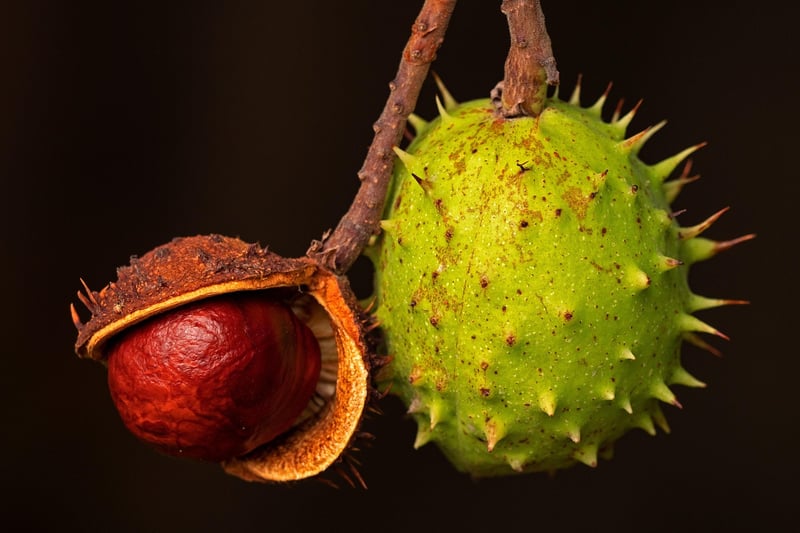 Assorted fruits